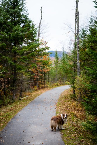 View facing forward down the trail...