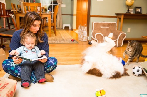 A typical evening at our house of cat chase dog and mom reading to child ;)