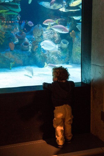 Looking into the giant ocean aquarium