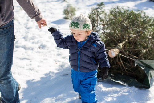 Cam helping to pull the tree back home
